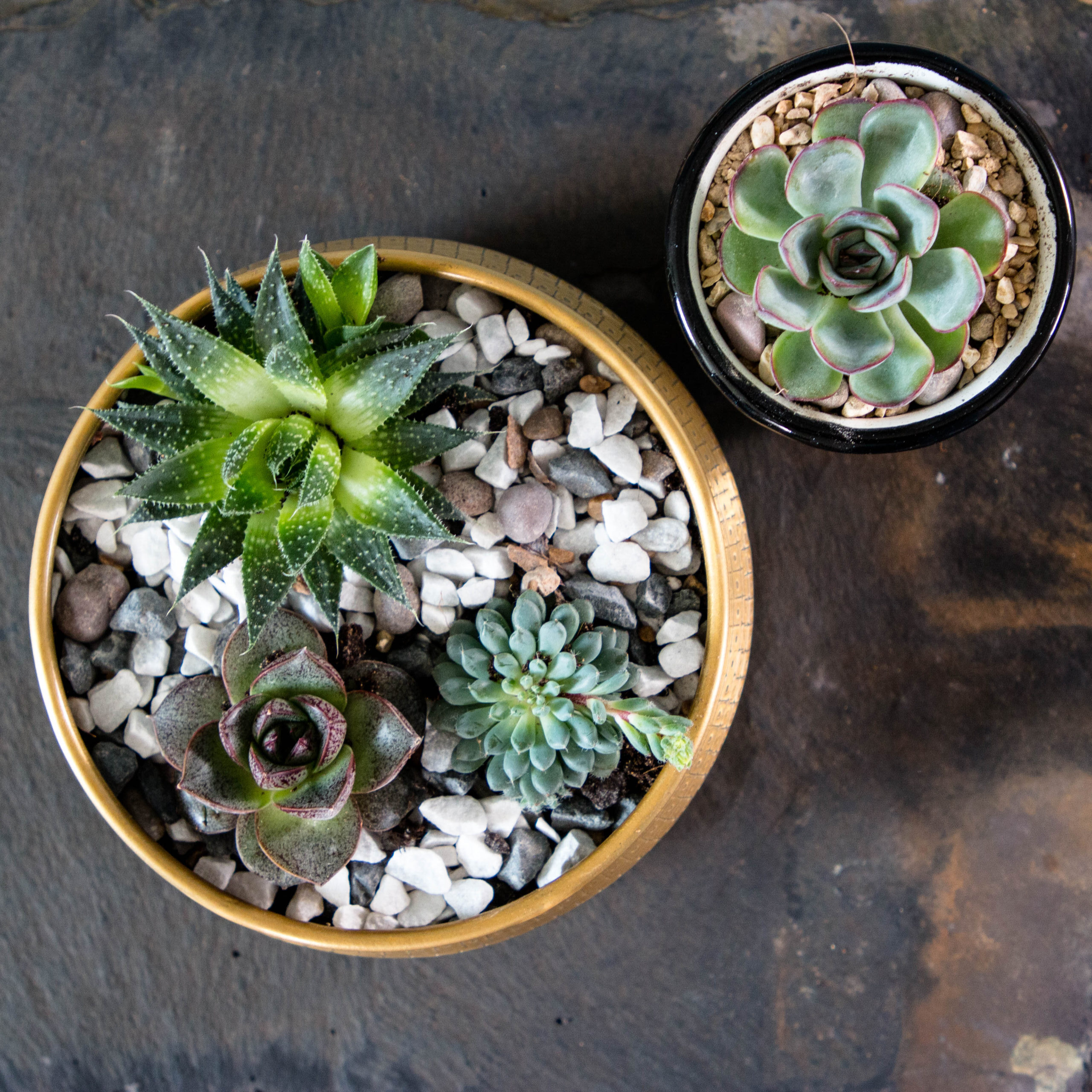 Image features 2 planted planters with succulents with a slate background