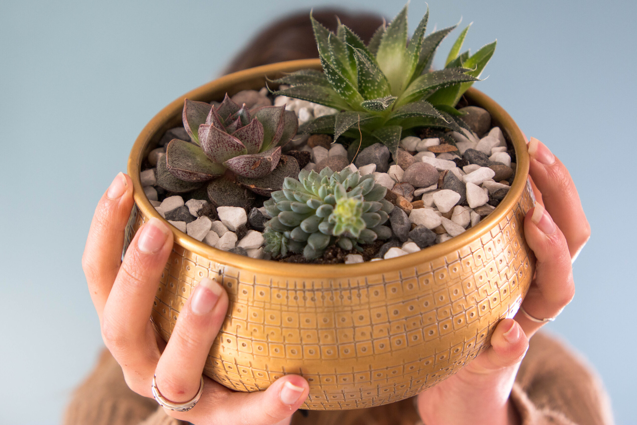 How to plant a mixed succulent planter.