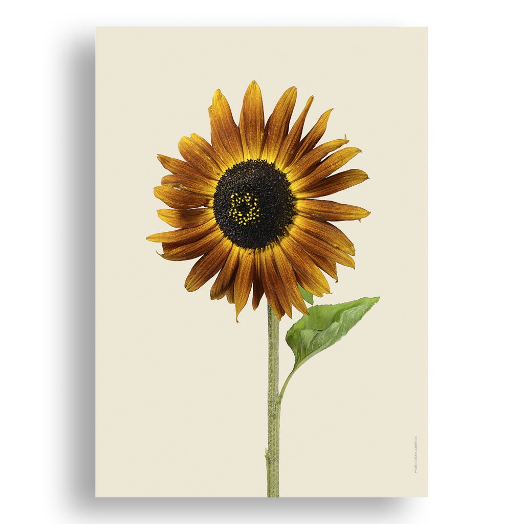 Liljebergs Sunflower Prints Sold for the Ukraine