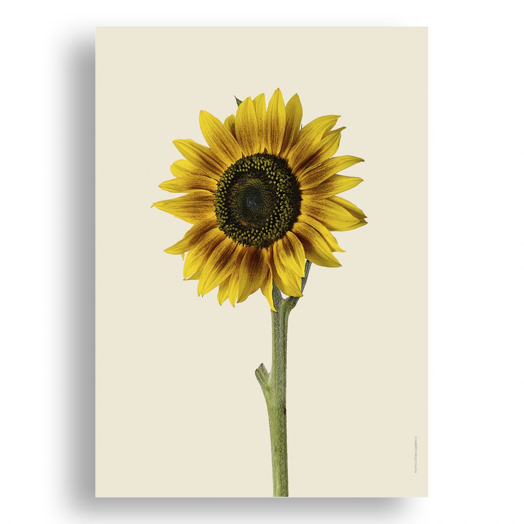 Liljebergs Sunflower Prints Sold for the Ukraine